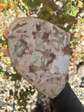 Load image into Gallery viewer, Fossilized palm frond (witch’s broom) XXL
