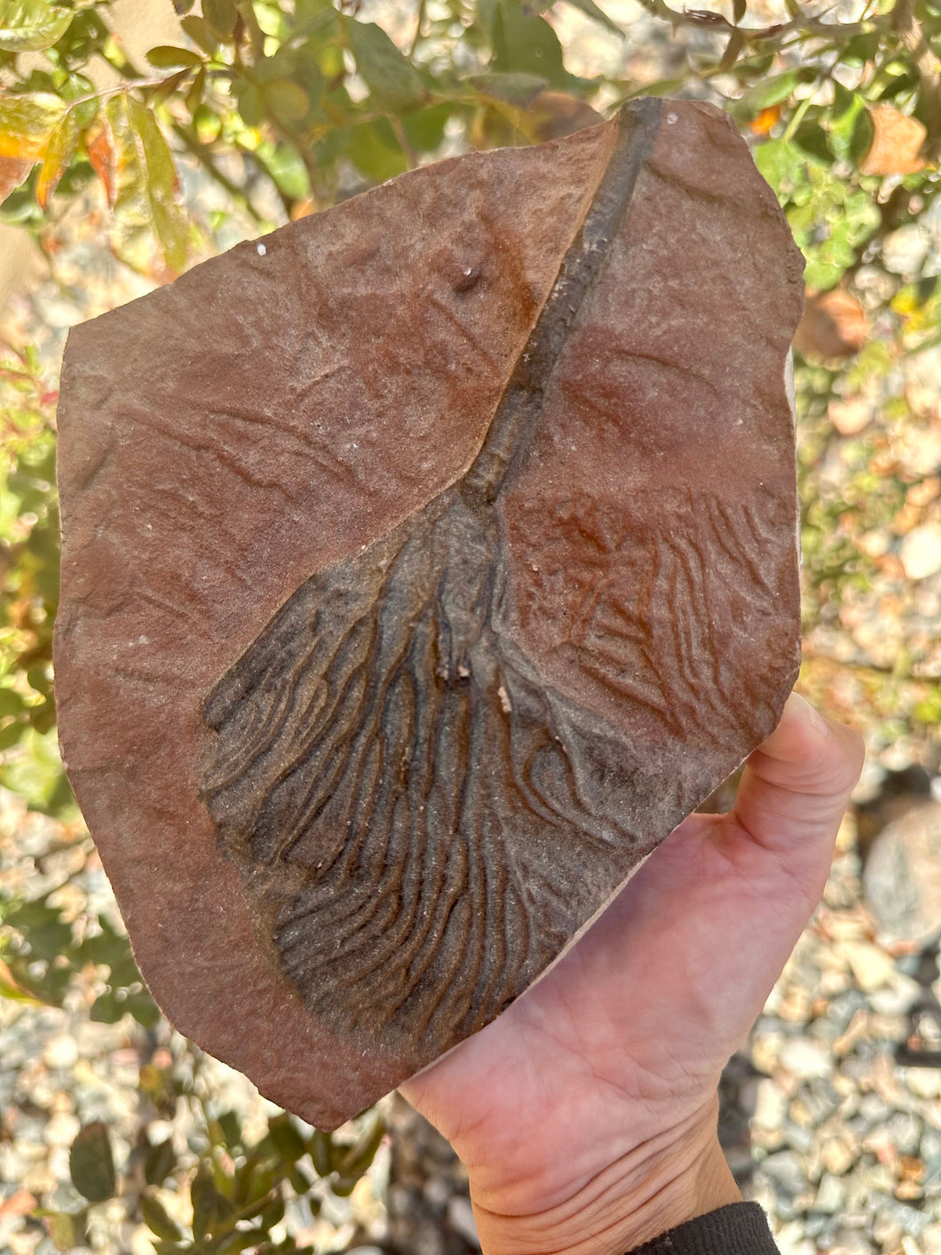 Fossilized palm frond (witch’s broom) XXL