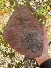 Load image into Gallery viewer, Fossilized palm frond (witch’s broom) XXL
